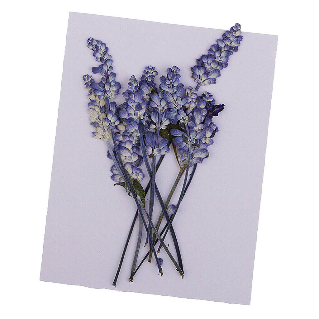 10x Natural Pressed Dried Sage Flower For Art Craft DIY Nail Beauty