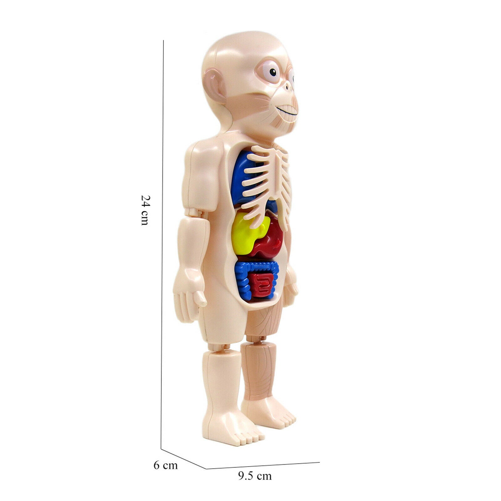 Realistic Human Body w/ Organs Anatomy DIY Toys Kits Body Organ for Science