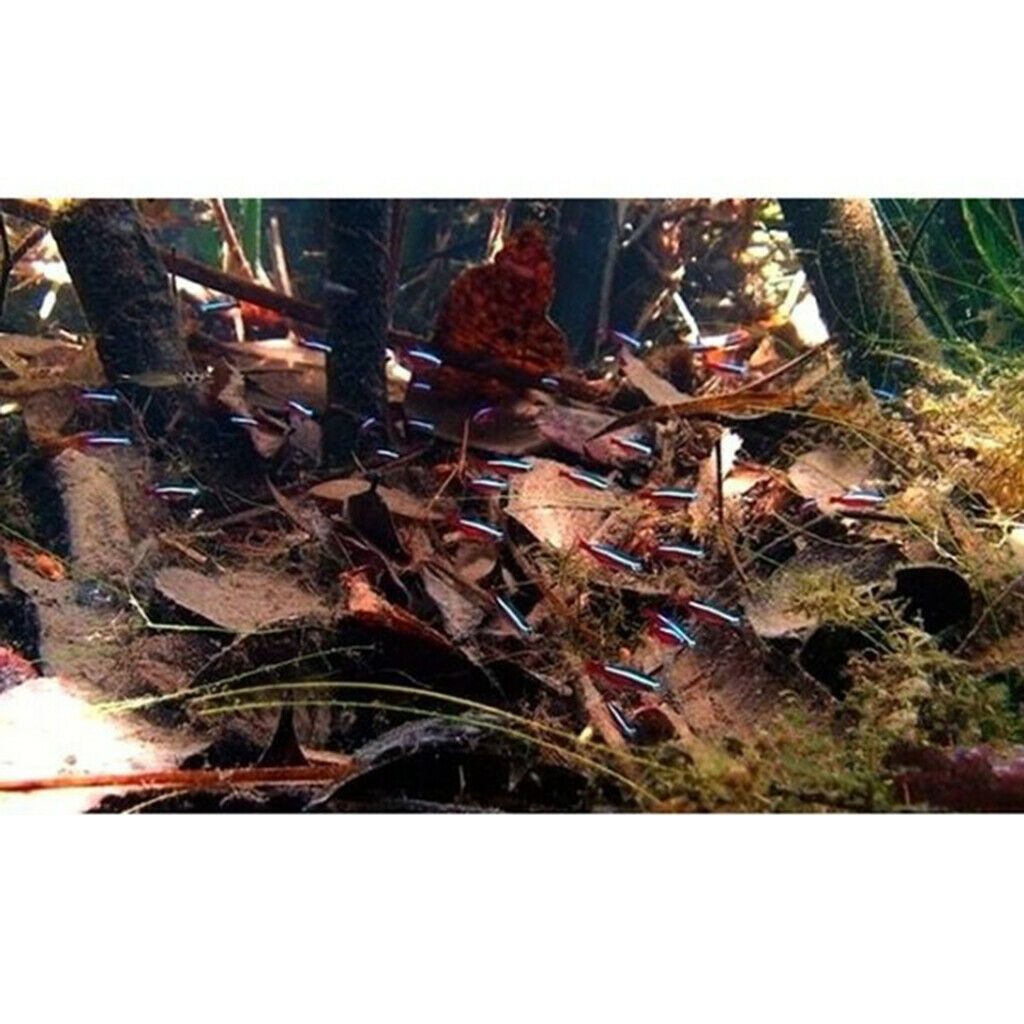 Pack of 10 Terminalia Catappa Leaves Aquarium Shrimp   Hermit  Dry Leaf