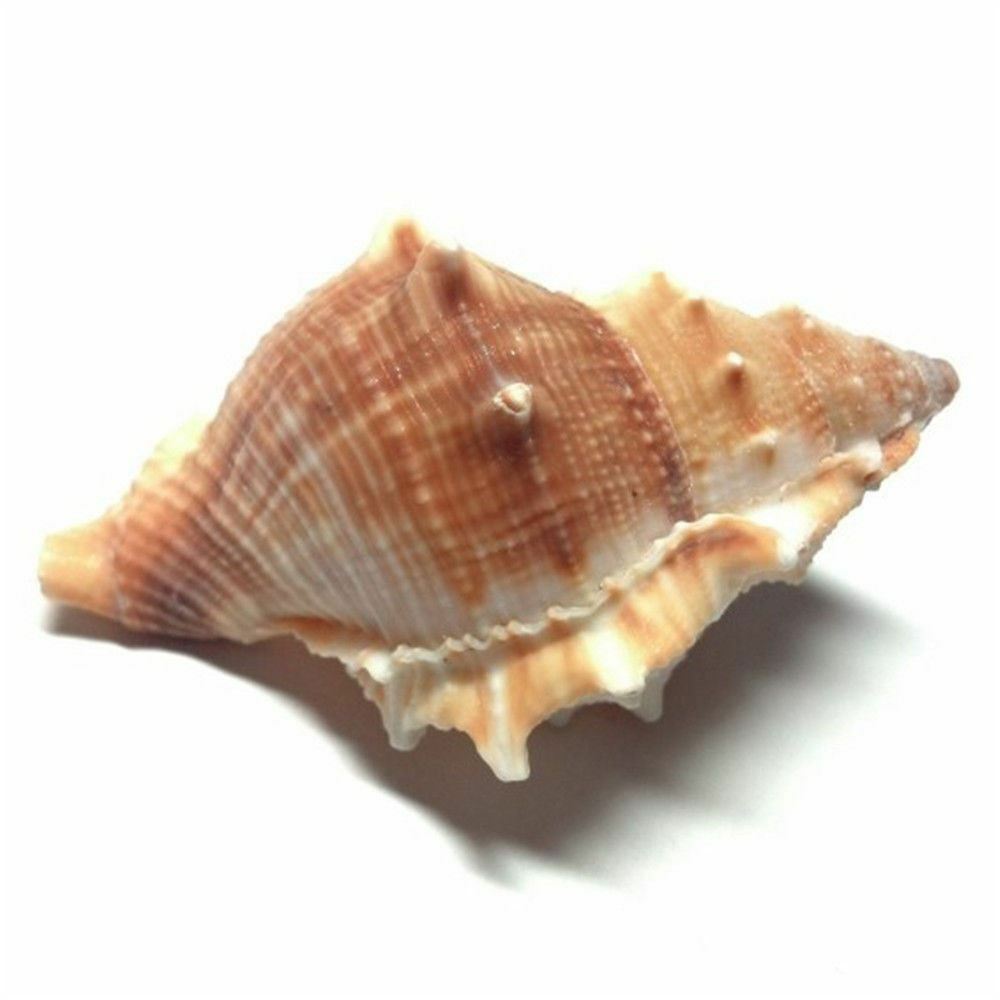 2 pcs Spiral Sea Shells 3cm -6cm Natural Seashells Conch DIY Craft Decorations