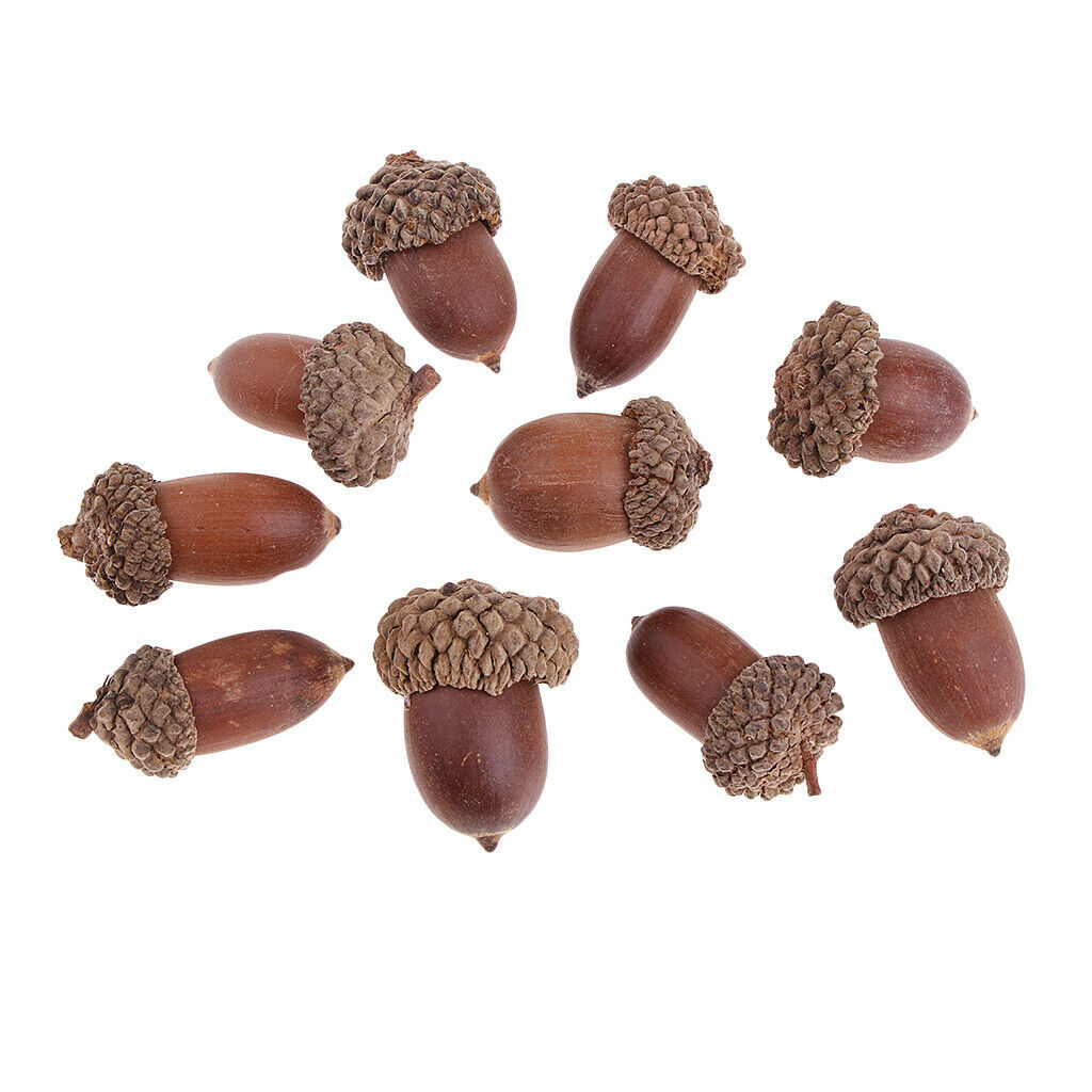 10x Natural Rustic Acorn Premium Rubber Chestnut Wreath Embellishments