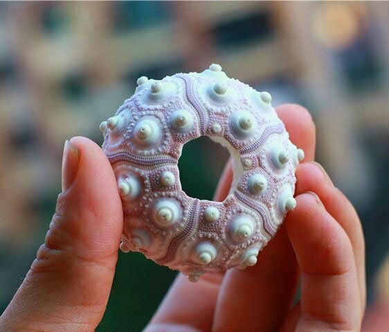 Natural Shells 4-8cm Sea Urchin Seashells Ornament Craft Flowerpot Decor HH6958