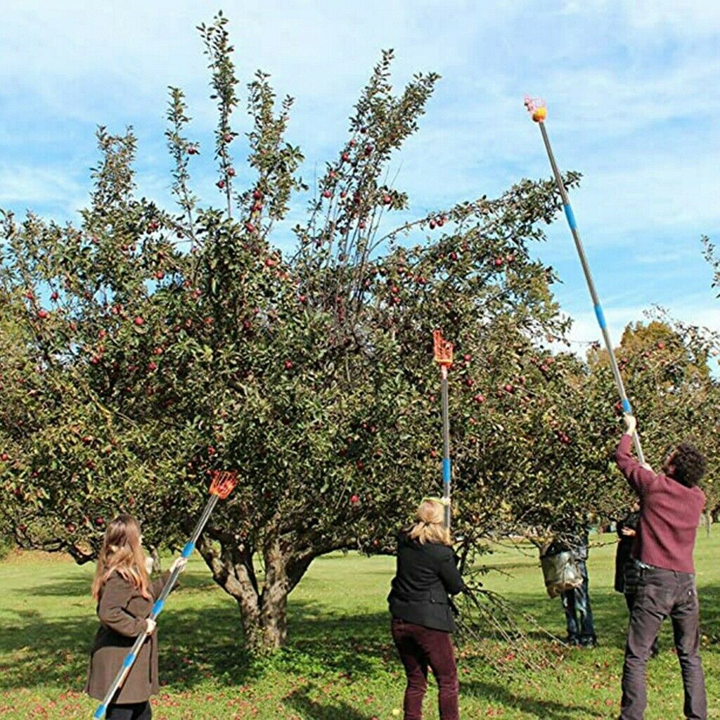 Orchards 5ft Fruit Picker Tool Stainless Height Adjustable Fruit Picker w/Basket