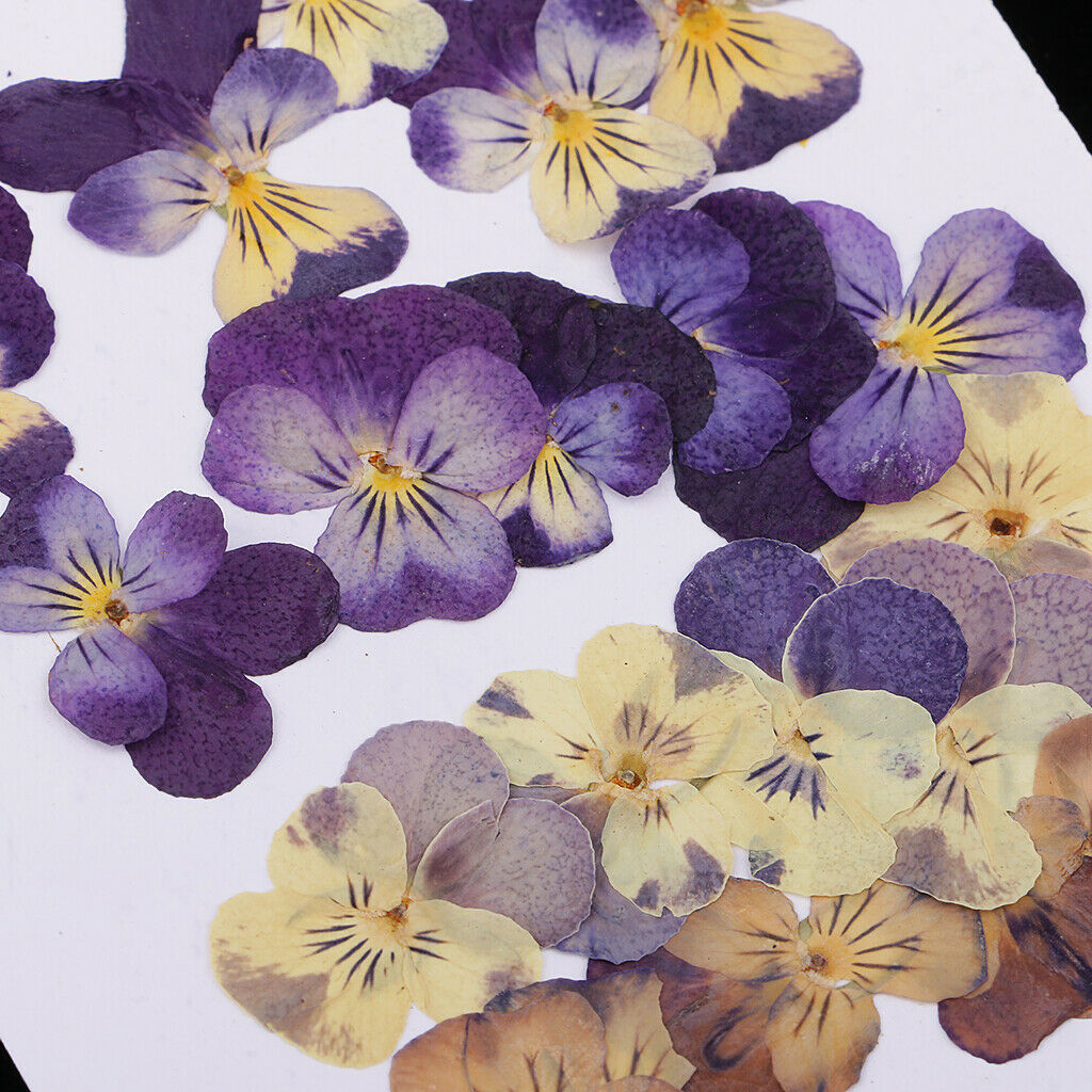20 PCS Mixed Pressed Flowers Real Pressed Dried Flowers Natural Dried Flowers