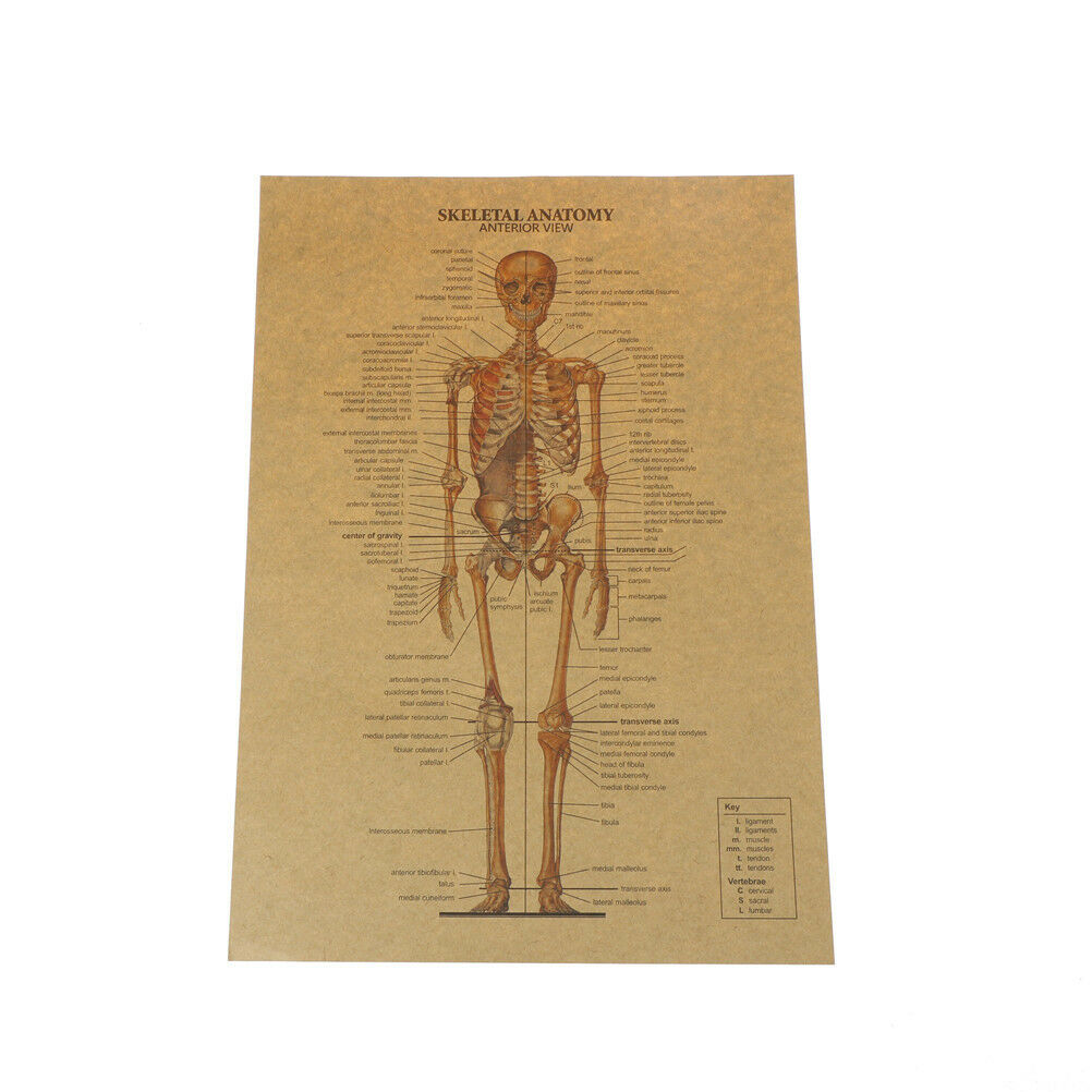 skeletal anatomy poster bar home decor retro kraft paper painting wall S Qx