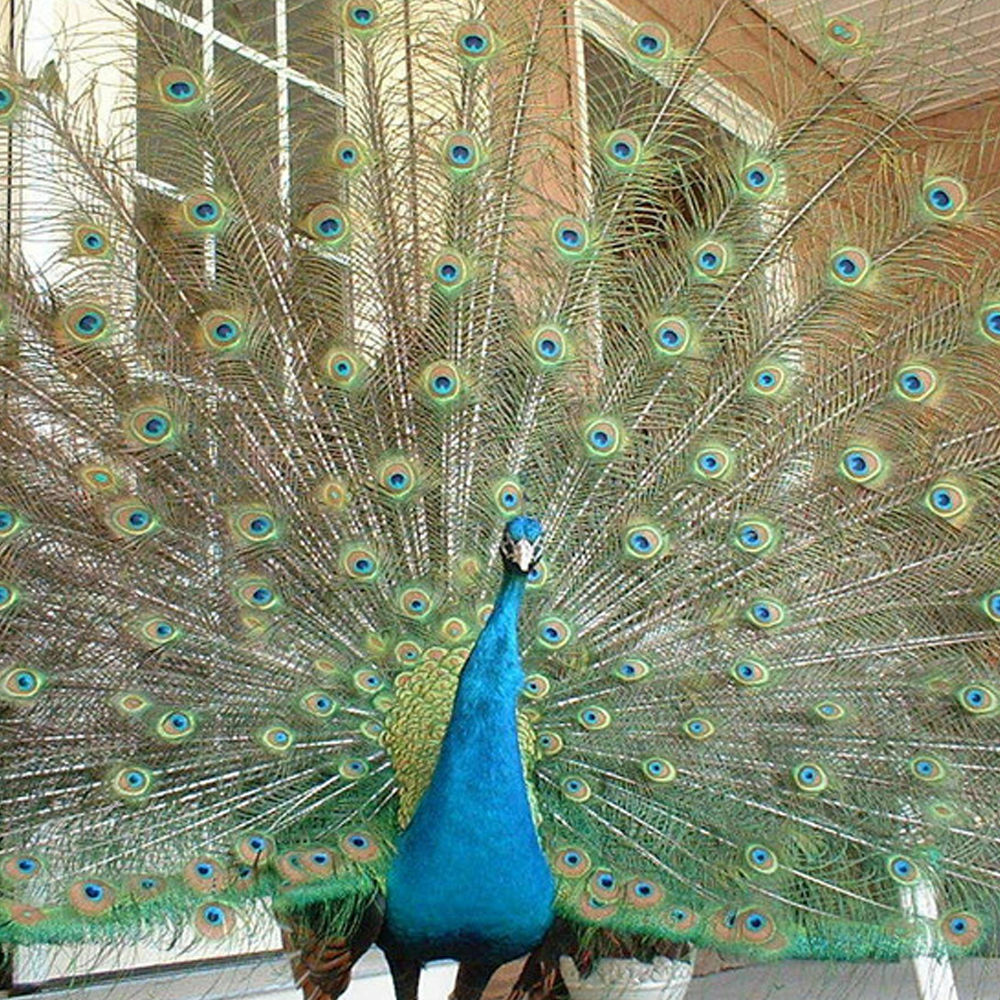 10pcs Beautiful Natural Peacock Tail Feathers 10-12inch For DIY Decoration US