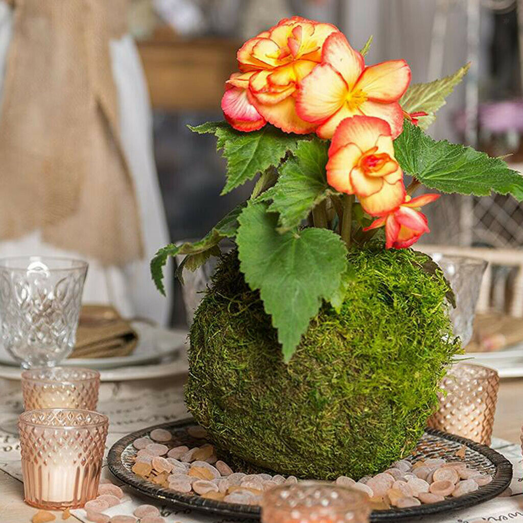 2pcs Moss Flower Pot Succulent Planter Container Garden Decoration 15cm/5