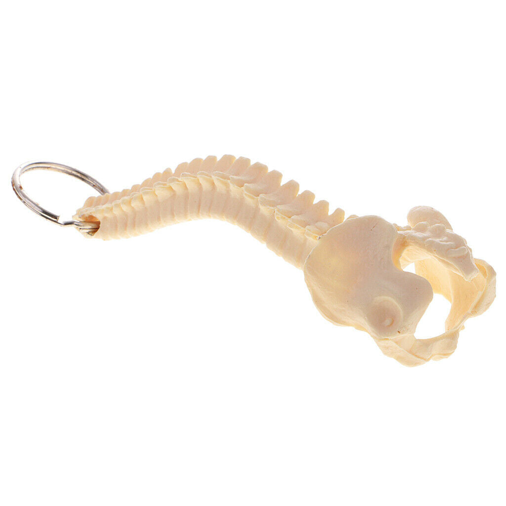 Novelty Mini Handmade Spinal Backbone Style Key Chain Key Ring Accessories