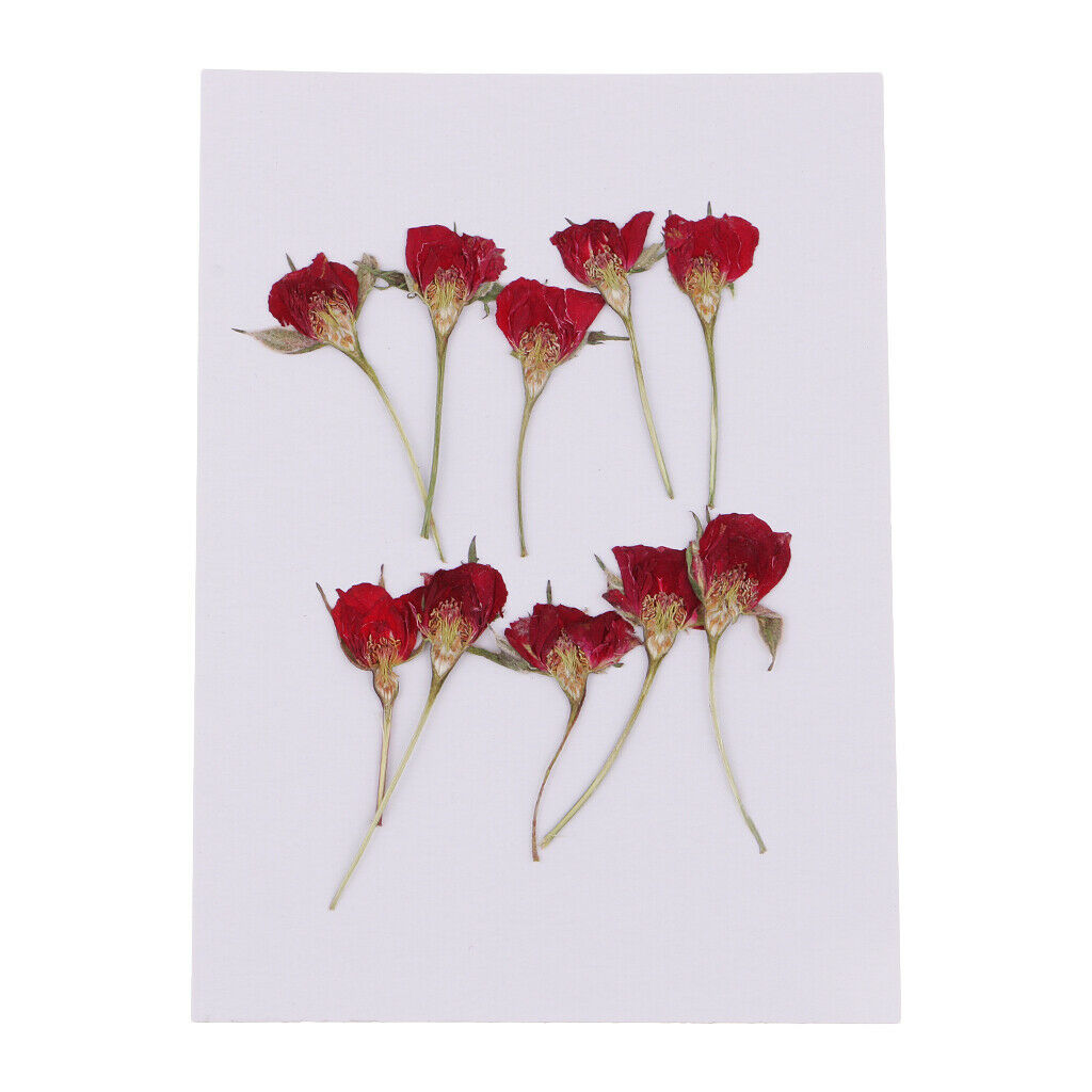 10 Pieces Natural Dried Flower Half Cut Rose Embellishment DIY Phone Case
