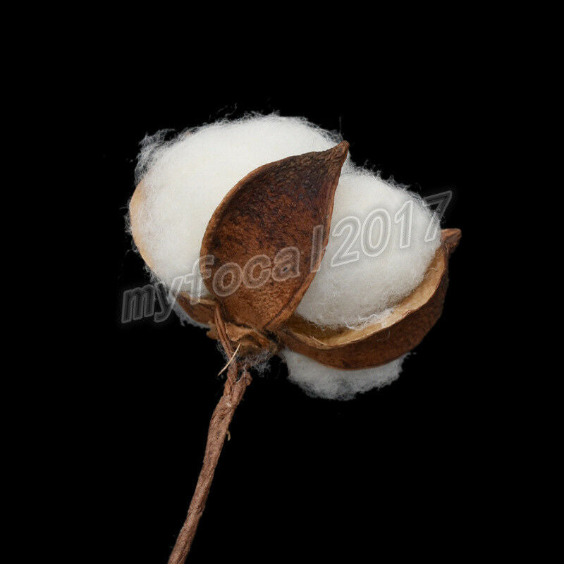 10x Natural Dried Cotton Artificial Plants Flowers Branch For Home Wedding Decor