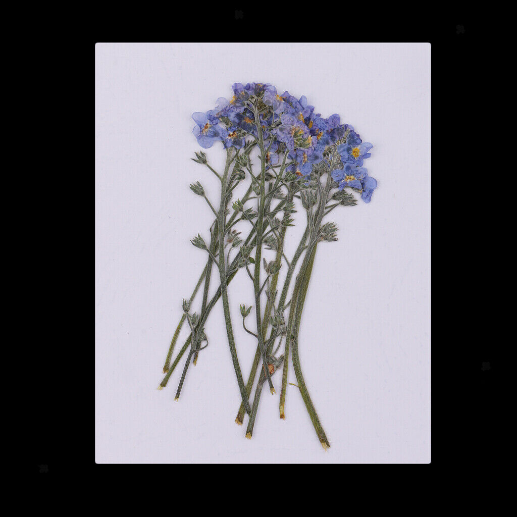 10 Pieces Beautiful Natural Pressed Dried Flowers Pressed Forget me not For