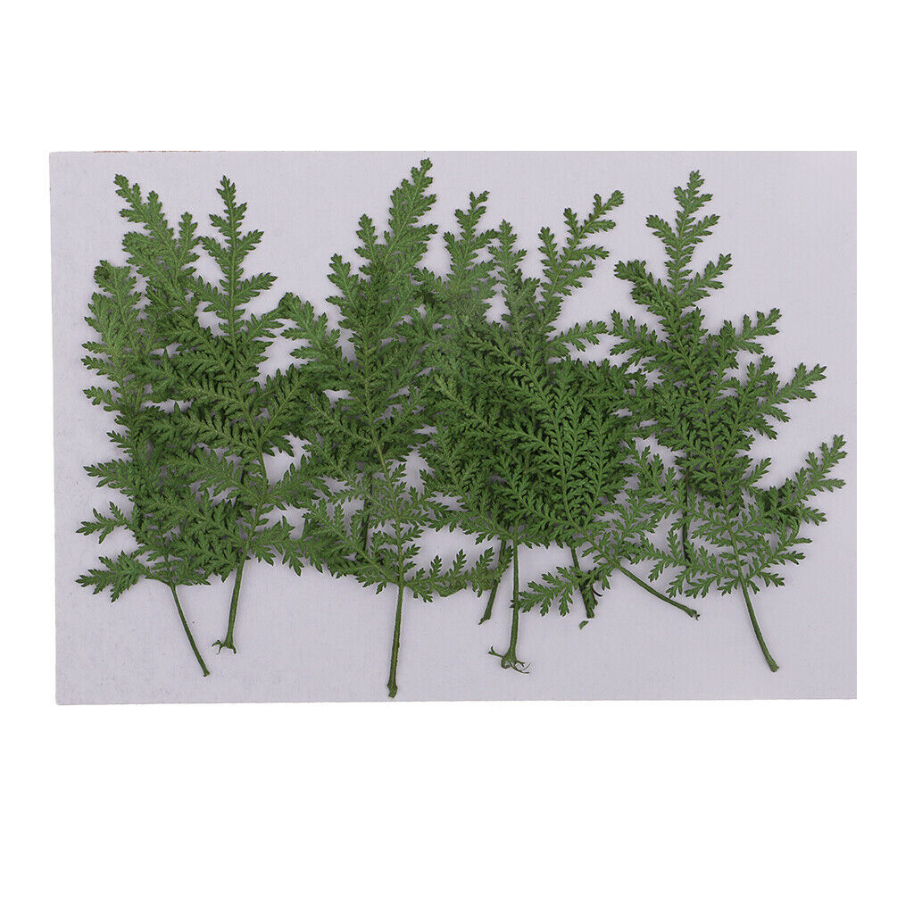 12pcs real dried leaves wormwood embellishment for DIY phone