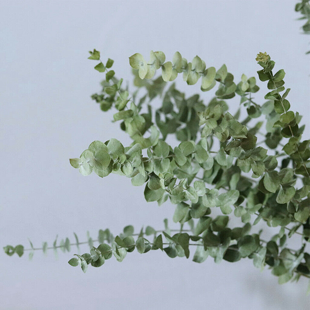 10Pcs Eucalyptus Leaves DIY Bouquet Centerpiece Home Decoration Supplies