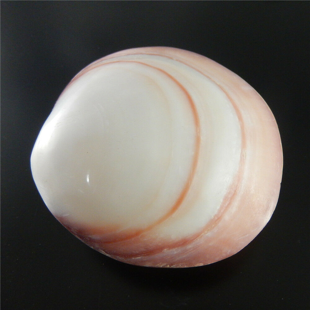 1x Natural Cherry Clam Shell Ornament Seashell Nautical Decor Aquarium DIY 6-8cm