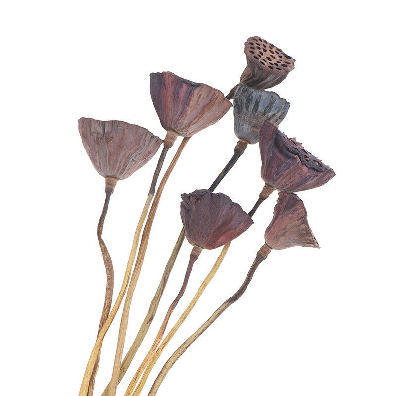 1Pc Lotus Natural Dried Flowers Farmhouse Bouquet Plant Branch Fall Decor.l8