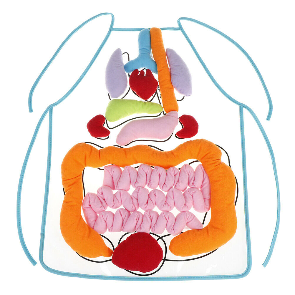 Anatomy apron human body organs awareness educational insights children  NrF TL