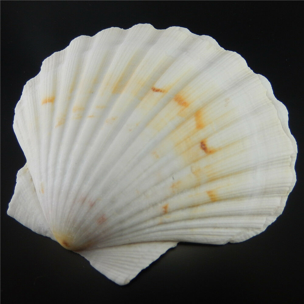 1 Piece Natural Big Scallop 9 - 12 cm Seashells Shells Nautical Crafts Decor