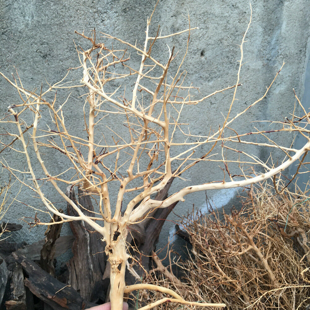 1PC Aquarium Driftwood Thai Branch Tree Plant Ornament Fish Tank Decor 20-50cm