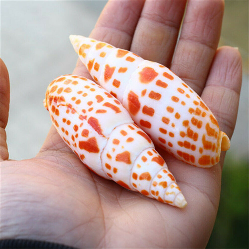 1 Piece Natural Seashell Spotted Spiral Shell Episcopal Mitre Nautical Decor