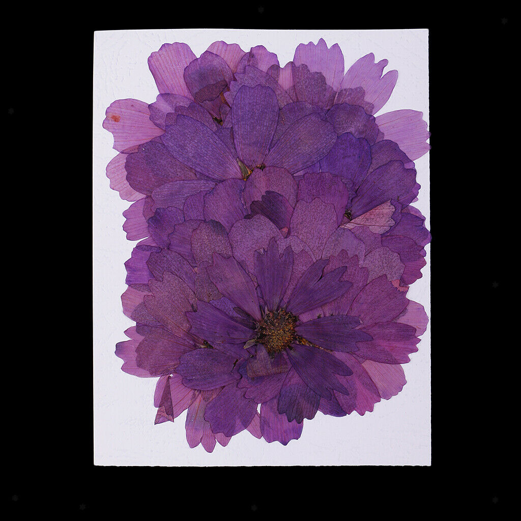 20  Coreopsis Dried Flower Embellishment For DIY Phone Case Decoration