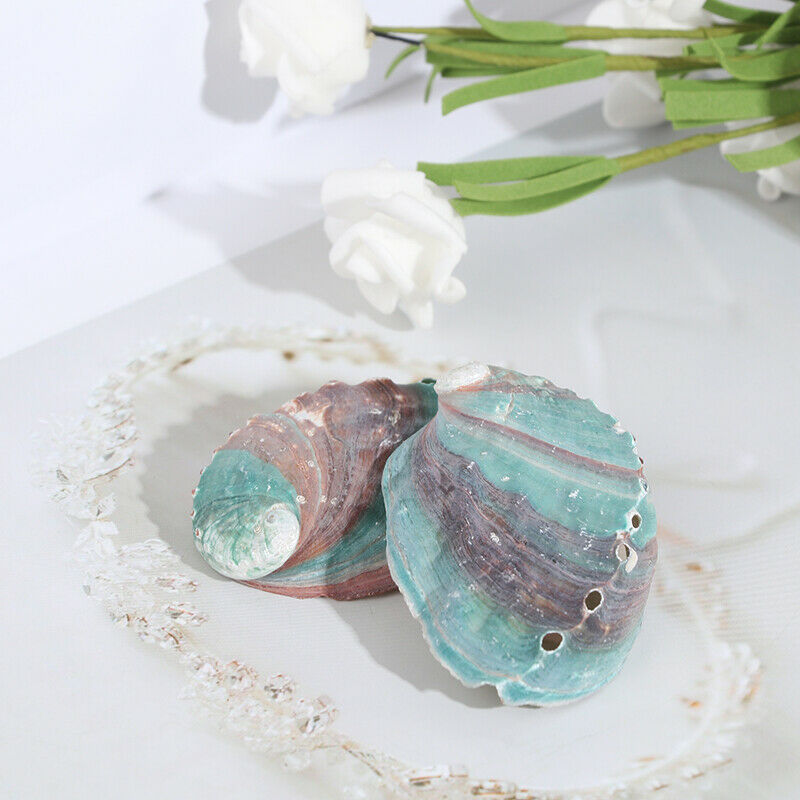 2pcs 6-7cm Abalone shell natural conch DIY handmade material photography .l8