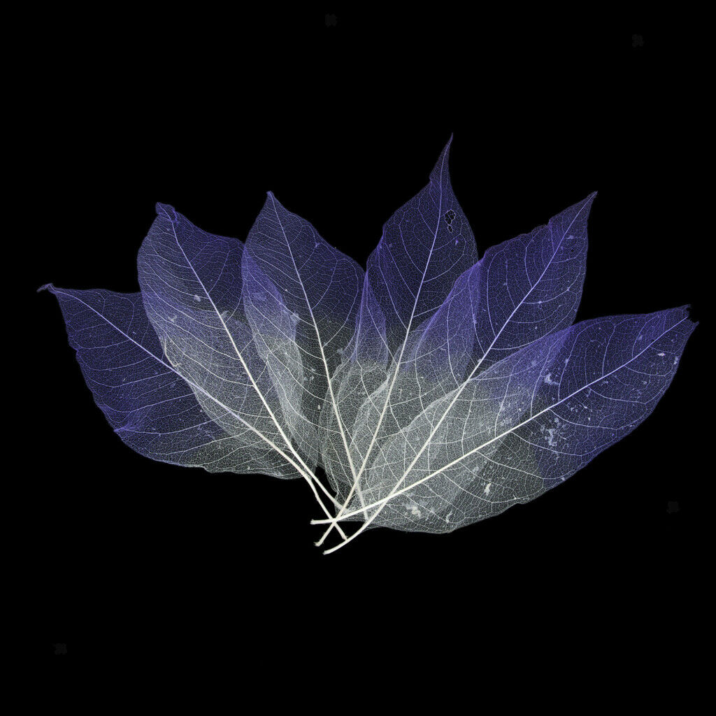 150pcs Natural Magnolia Skeleton Leaf Leaves for Card Making Scrapbooking