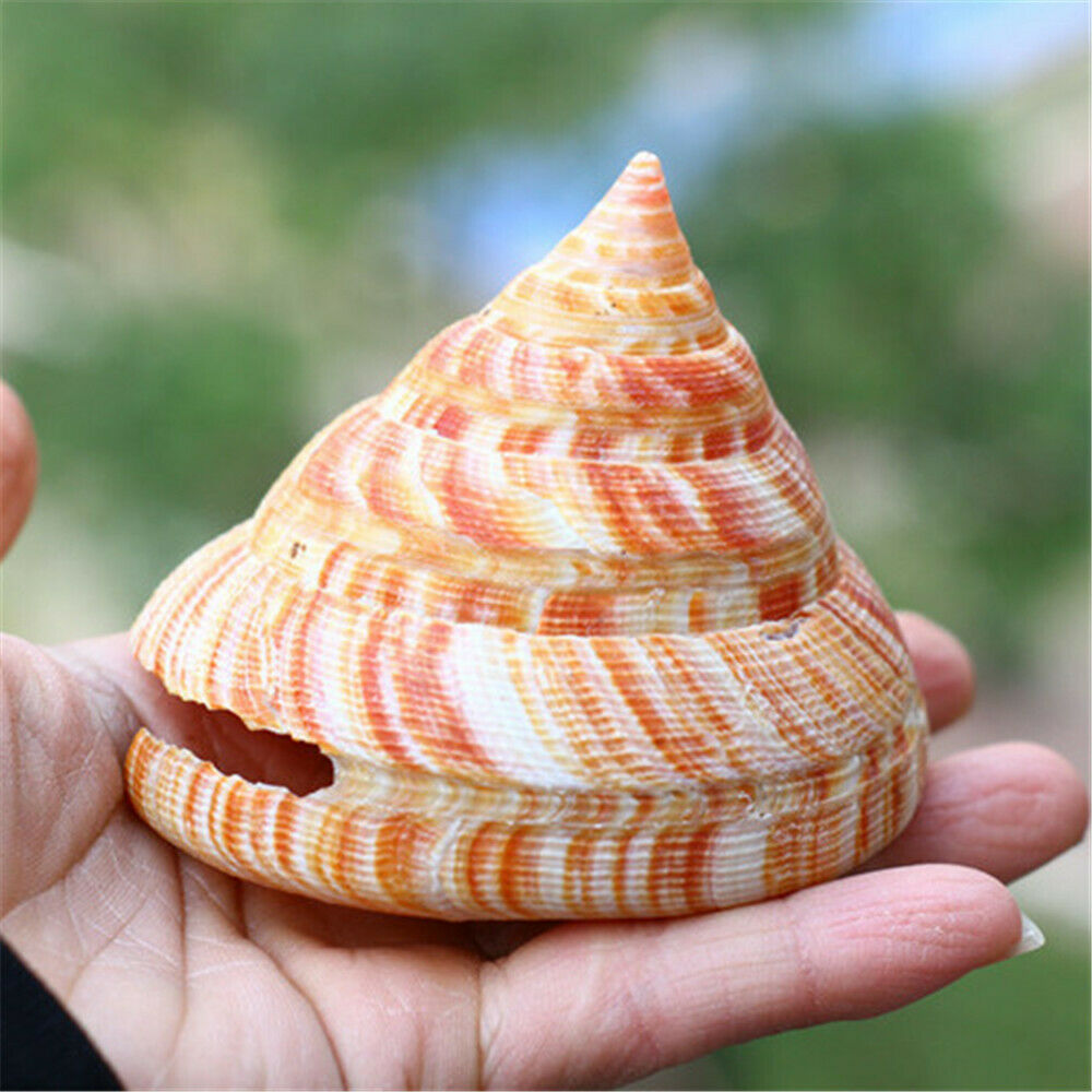 5-10cm Emperor's Slit Shell Spiral Conch Seashell Fish Tank Ornament Art Decor