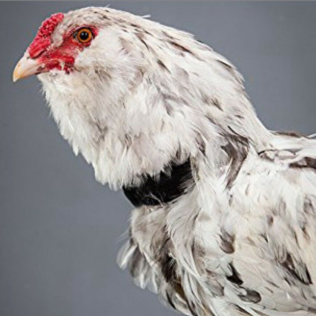 8Pcs Chicken Collar Prevent Rooster from Disturbing Neighbors For Chicken