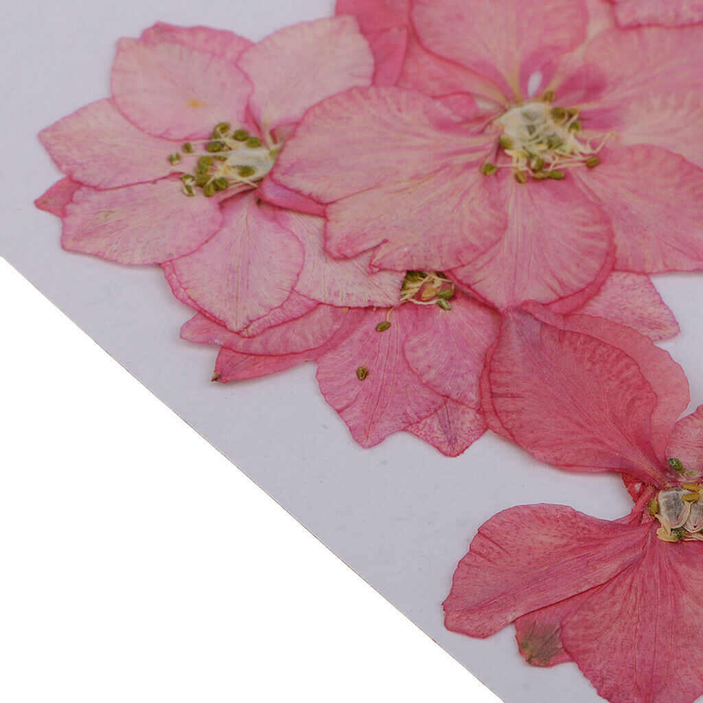 22 Pieces Pressed Flower Real Dried Flower Delphinium Rose for Jewelry Making,