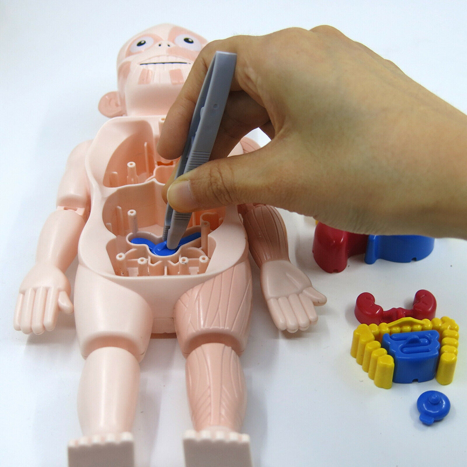 Realistic Human Body w/ Organs Anatomy DIY Toys Kits Body Organ for Science