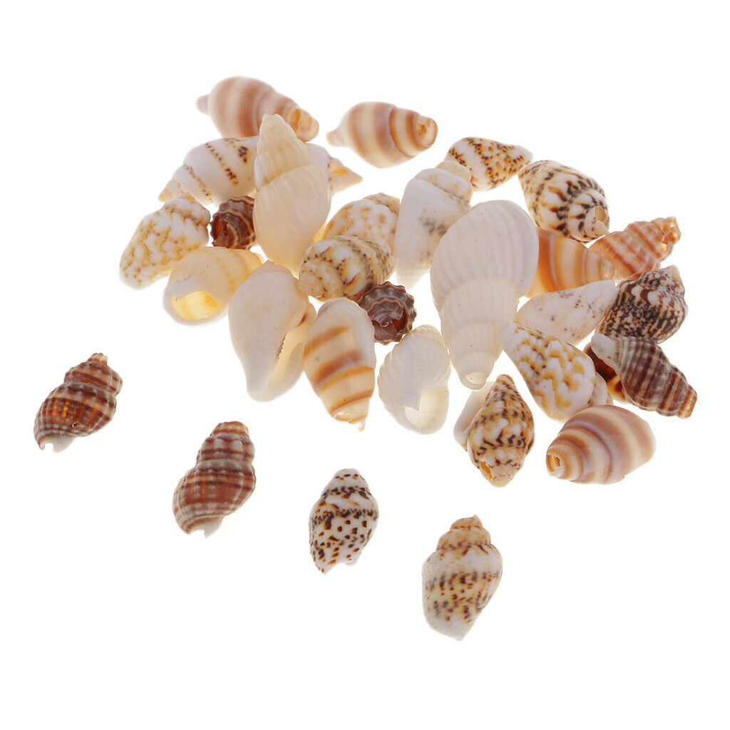 30x Sea Shells Mixed Beach Seashell DIY Accents for Candle Making Decoration