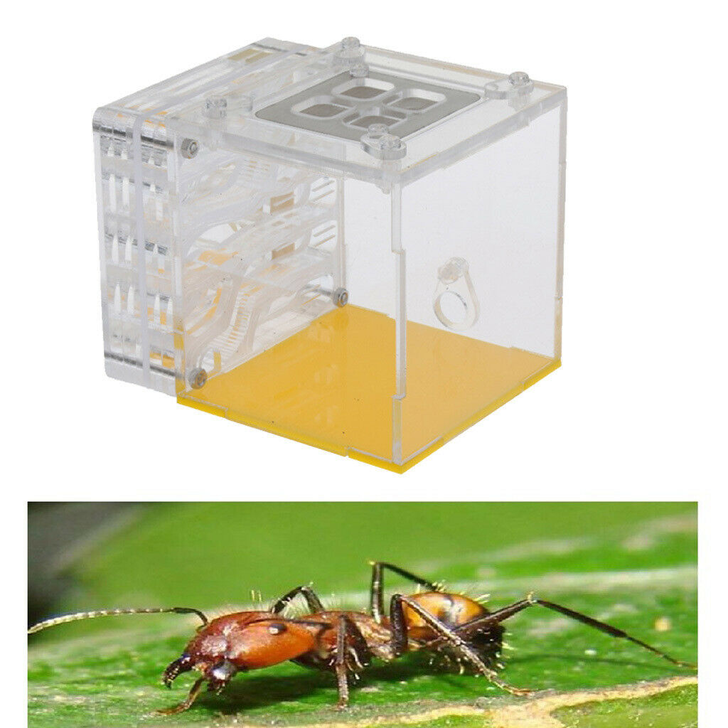 Square Ant Feeder Farm Water Erea For Insect Ant Nests Transparent 10x8x8.3cm