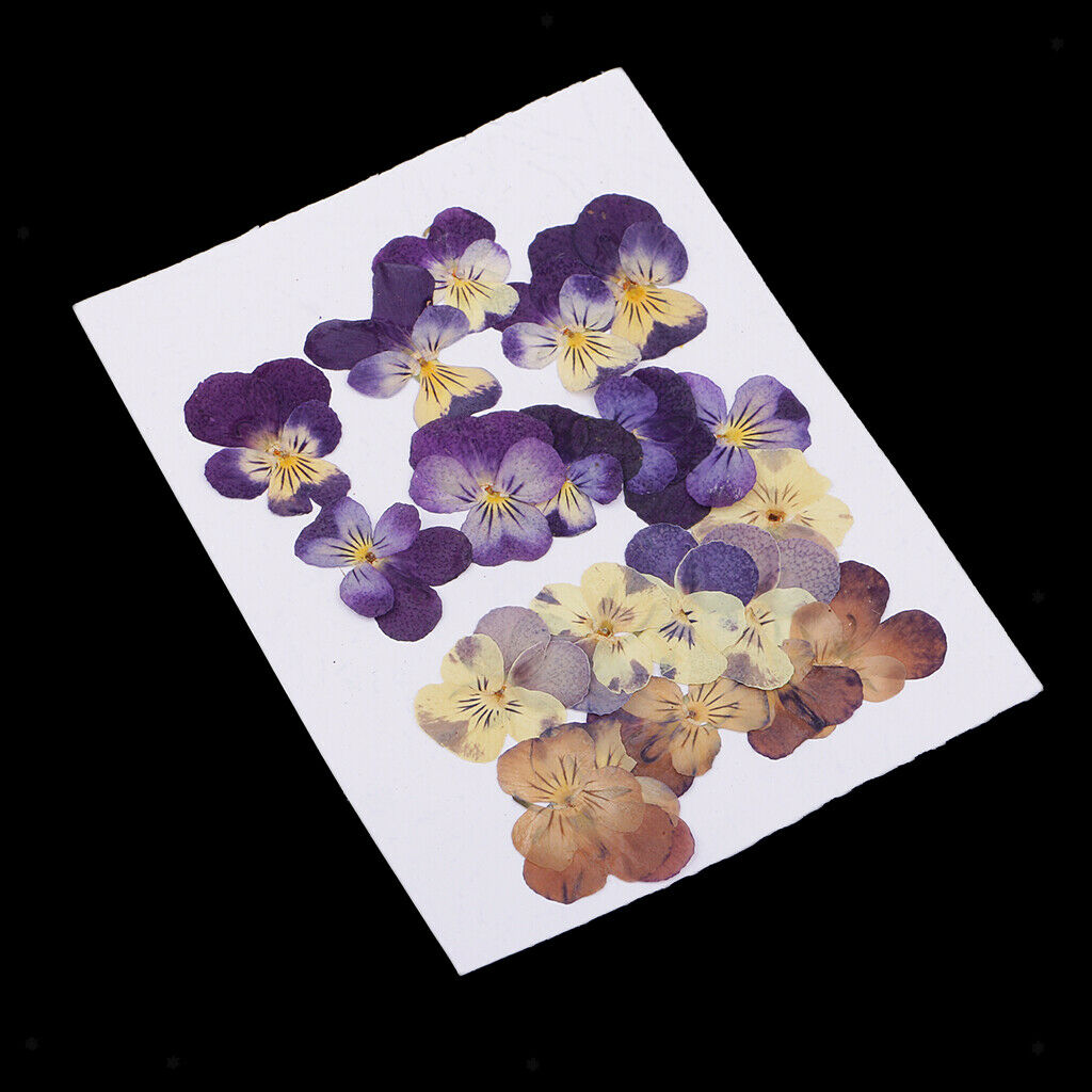 20-Piece Real Pressed Dried Flowers Violet for DIY Art Craft Scrapbooking