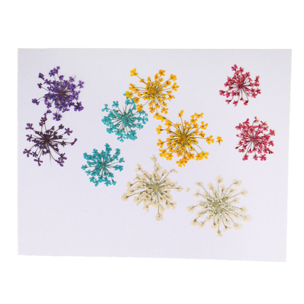 10x Natural Press Dried Flowers Pressed Flower Leaves 10-20mm for Nails Art