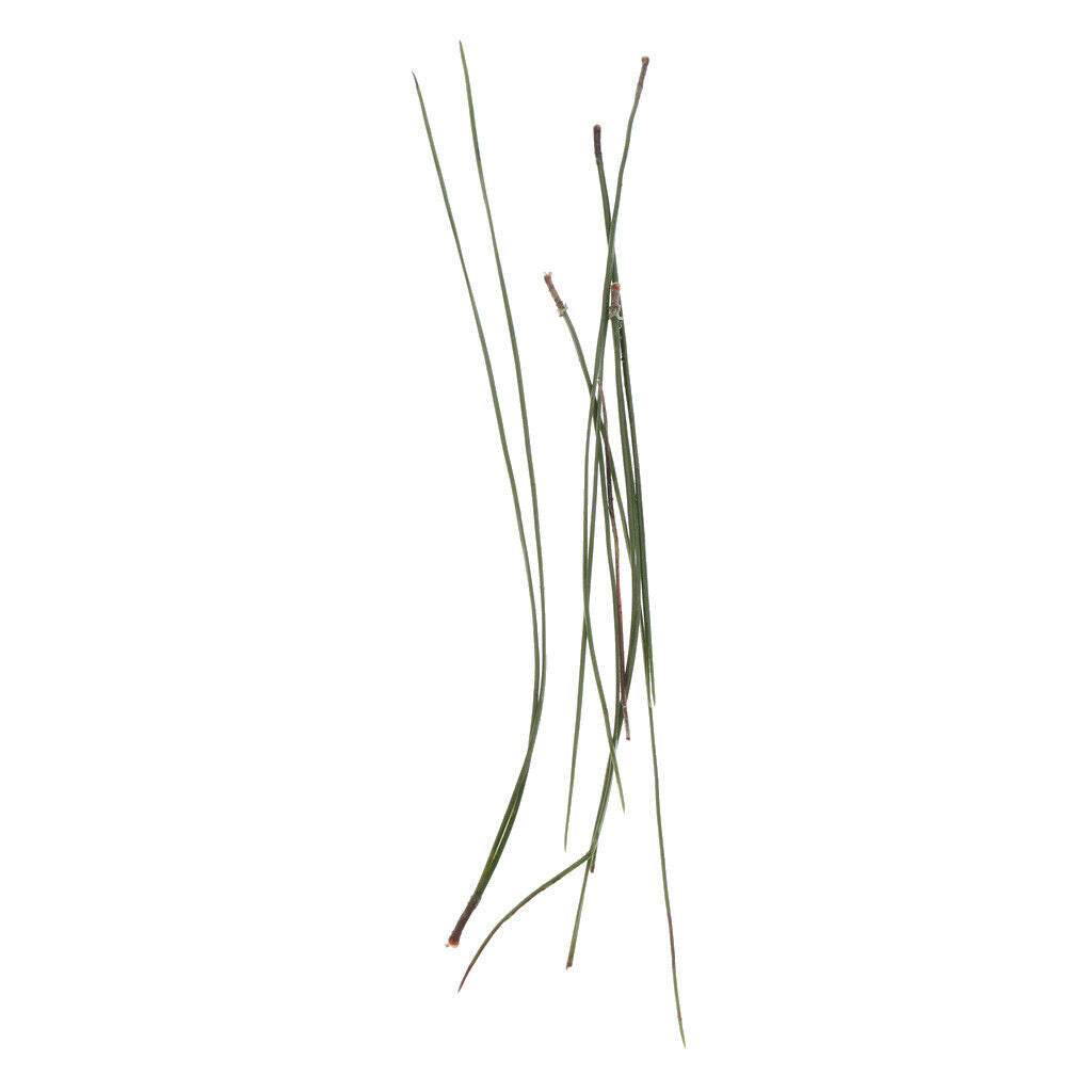 Pet Nest Supplies Natural Pine Leaf Mat for Cat Dog Bird Parrot Rabbit 2
