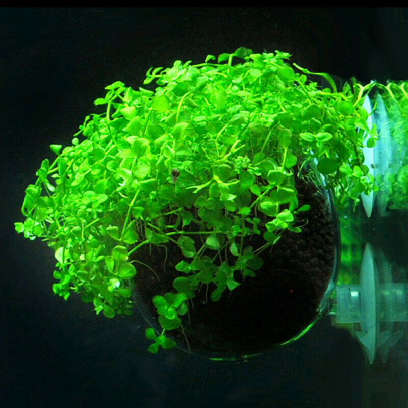 Cultivation Cup Aquatic Plant Cup Pot with Suction Cups for Fish Tank Aquar Tt