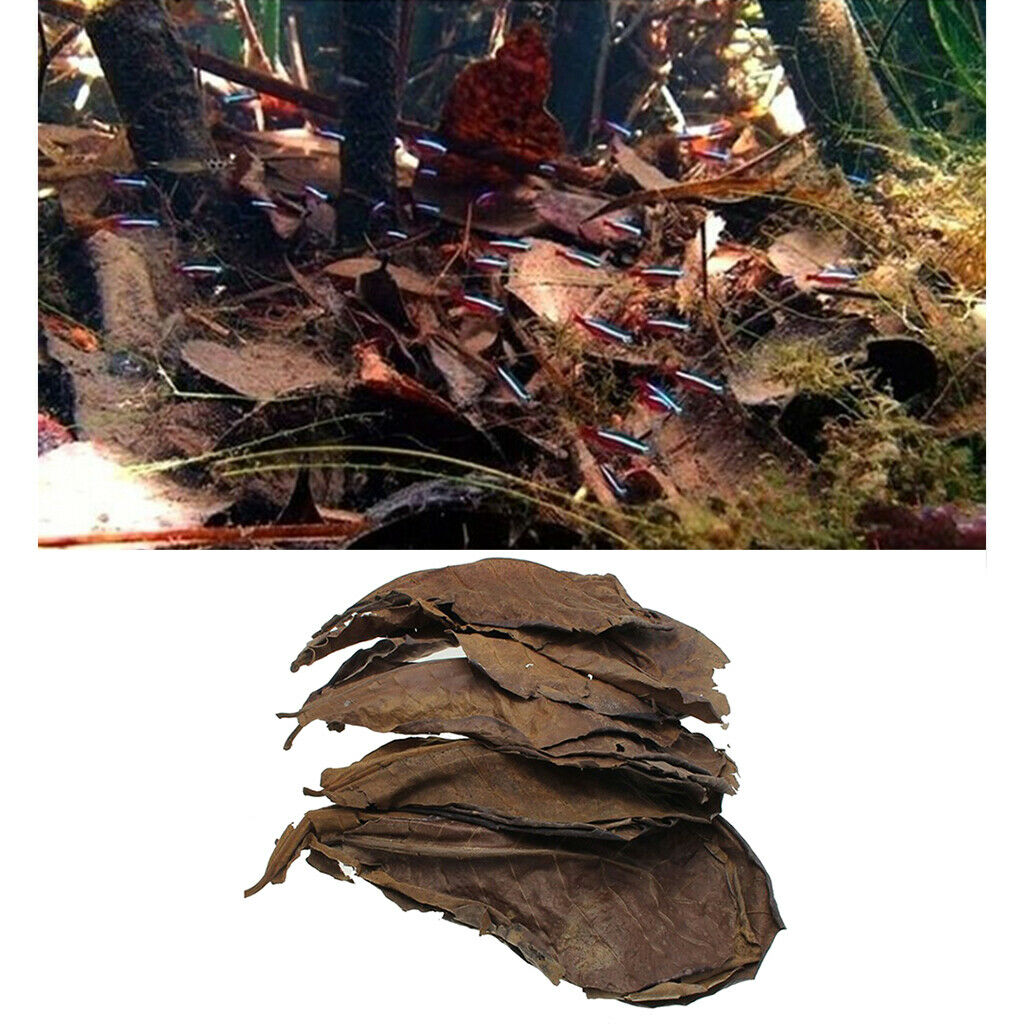 Pack of 10 Terminalia Catappa Leaves Aquarium Shrimp   Hermit  Dry Leaf