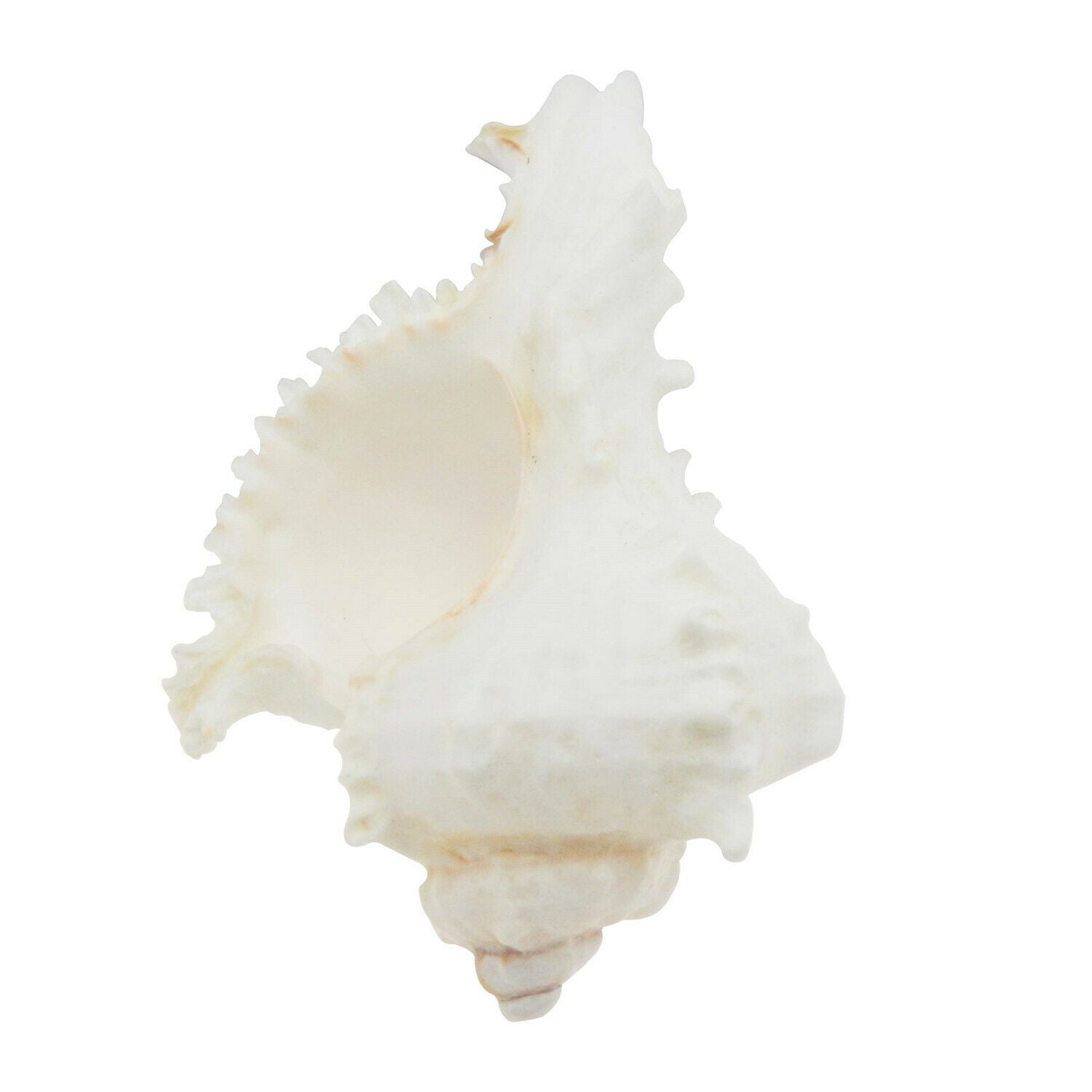 1 Piece Natural Shells 6 - 7 cm Snail Conch Ramose Murex Seashell Nautical Decor