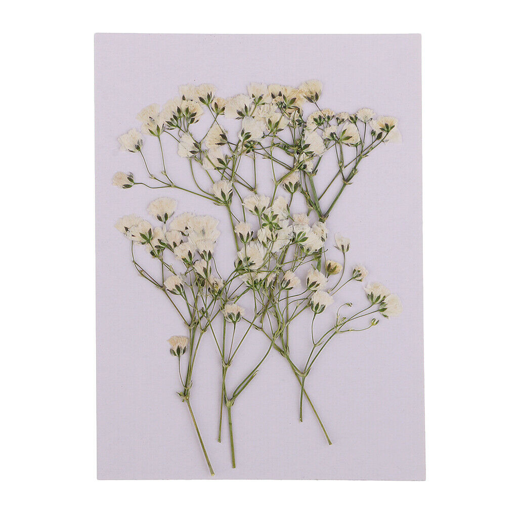 10x Dried Babysbreath Flowers Pressed For Card Making Decors Ornaments