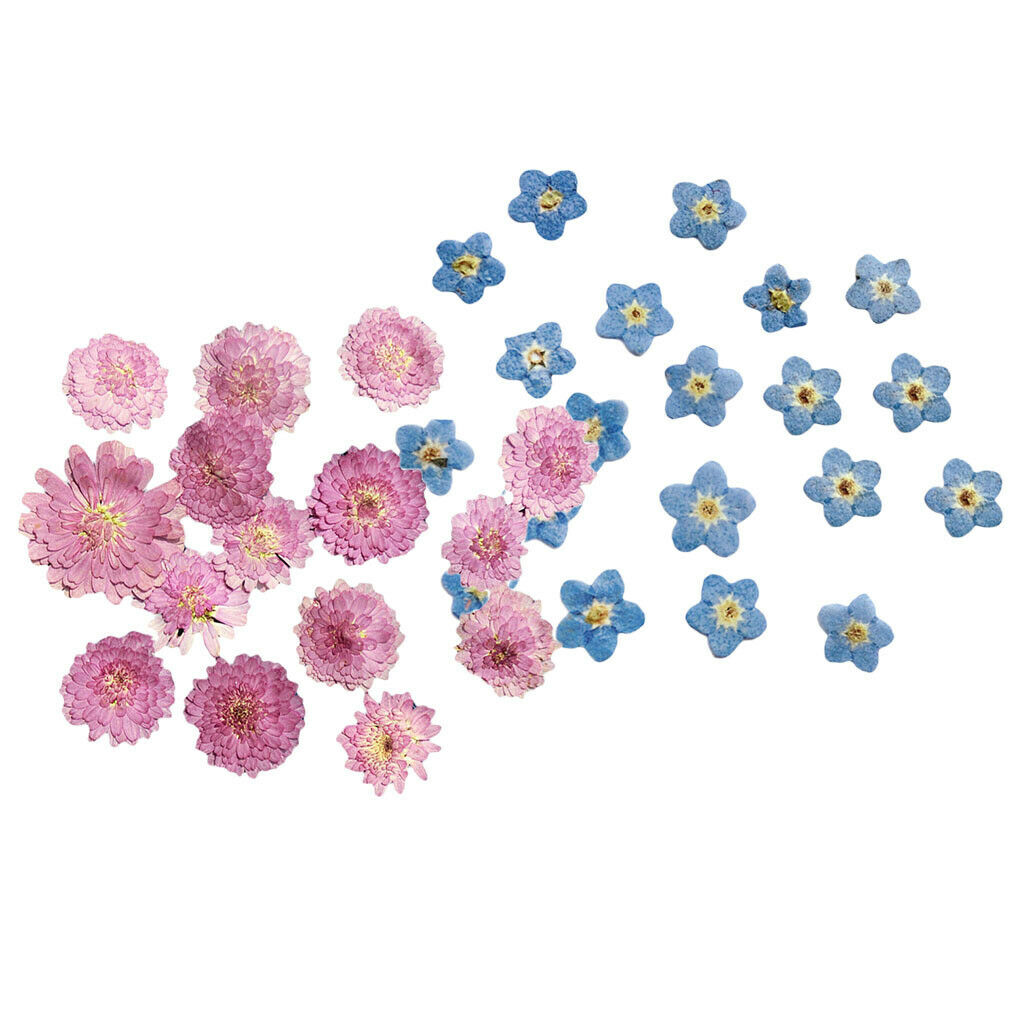 20Pcs Pressed Flowers Petals Real Natural Dried Flower for DIY Floral Decor