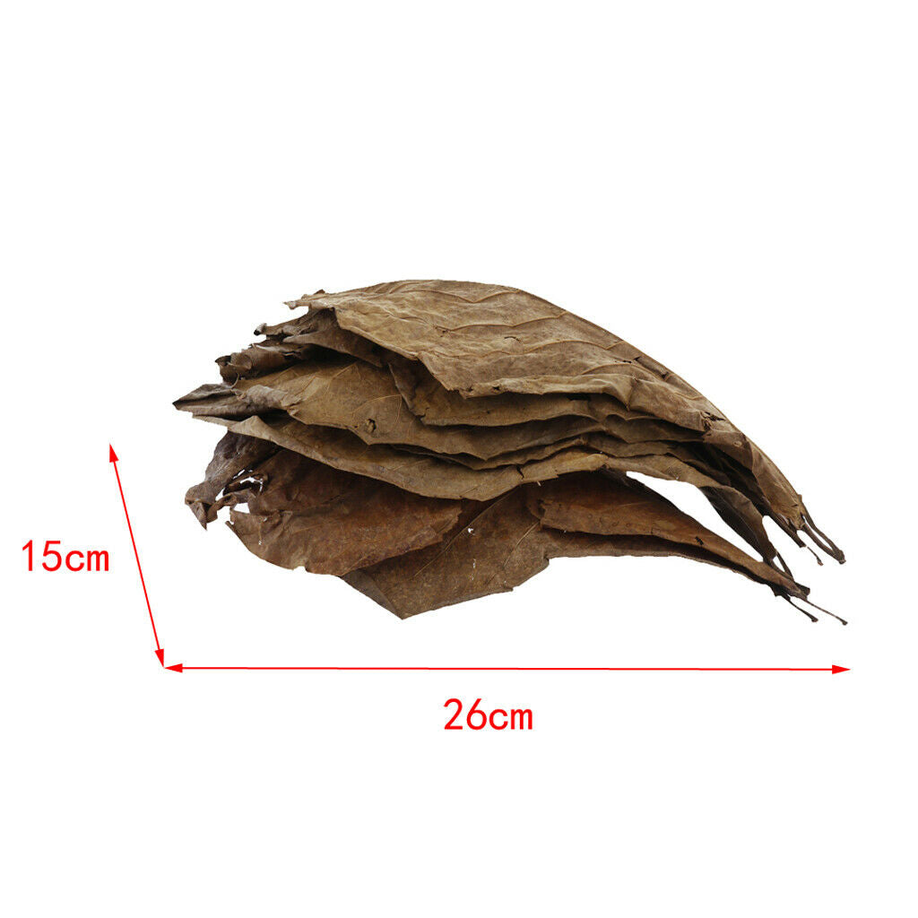10 pieces natural leaf betta leaves for aquarium aquarium pets