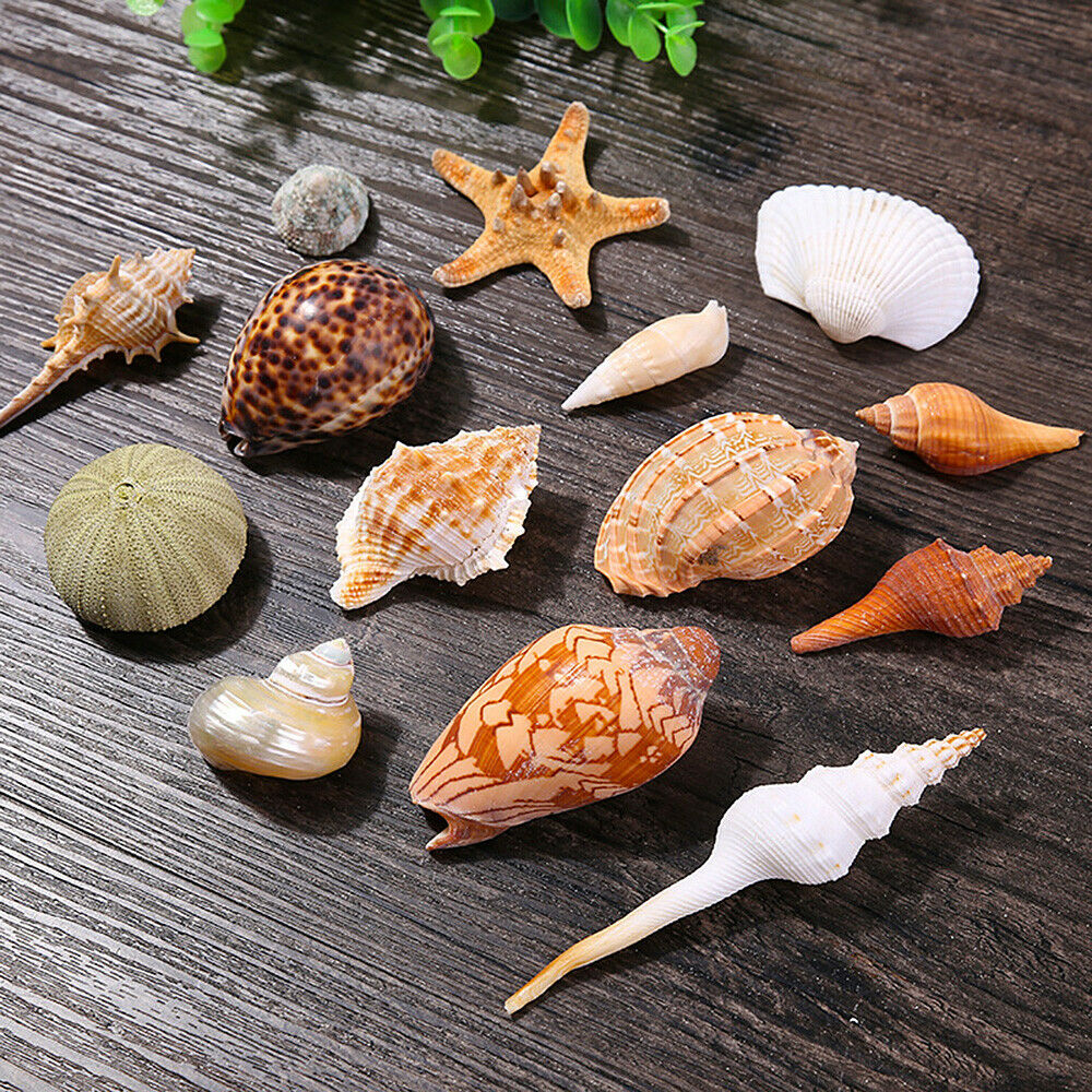Natural Sea Shells Conch Fish Tank Aquarium Landscape Ornament Home Decor DIY