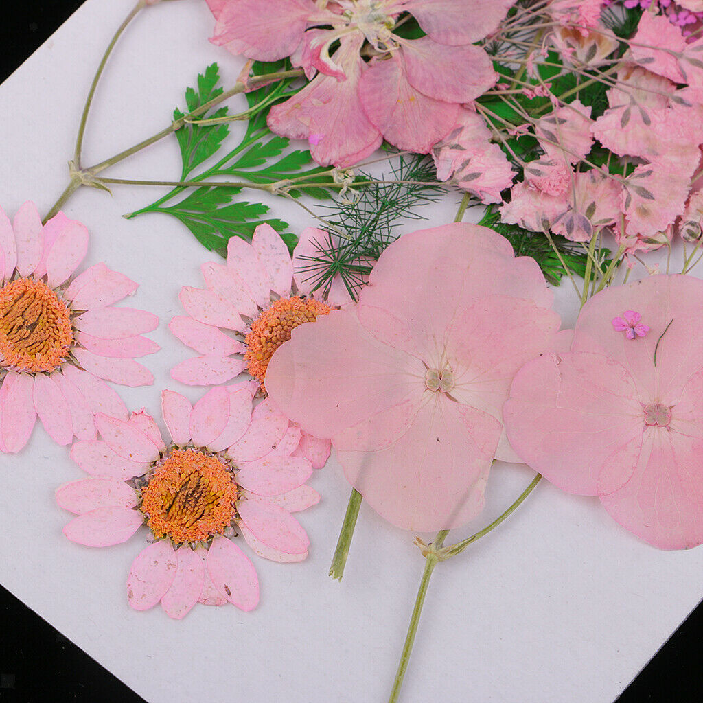 2Bag Multiple Mix Natural Pressed Dried Flowers Leaves DIY Arts Crafts 2.5-3.5cm