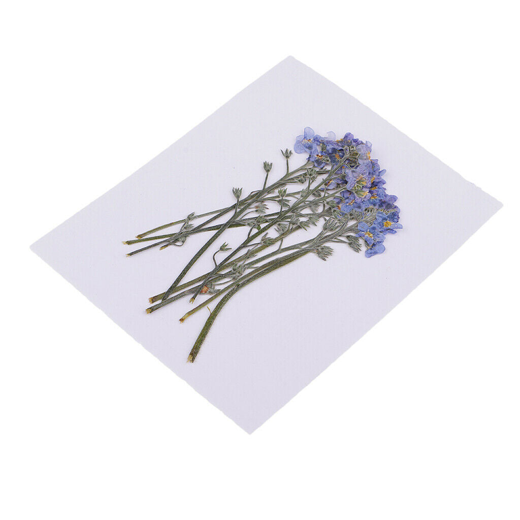 10 Pieces Beautiful Natural Pressed Dried Flowers Pressed Forget me not For