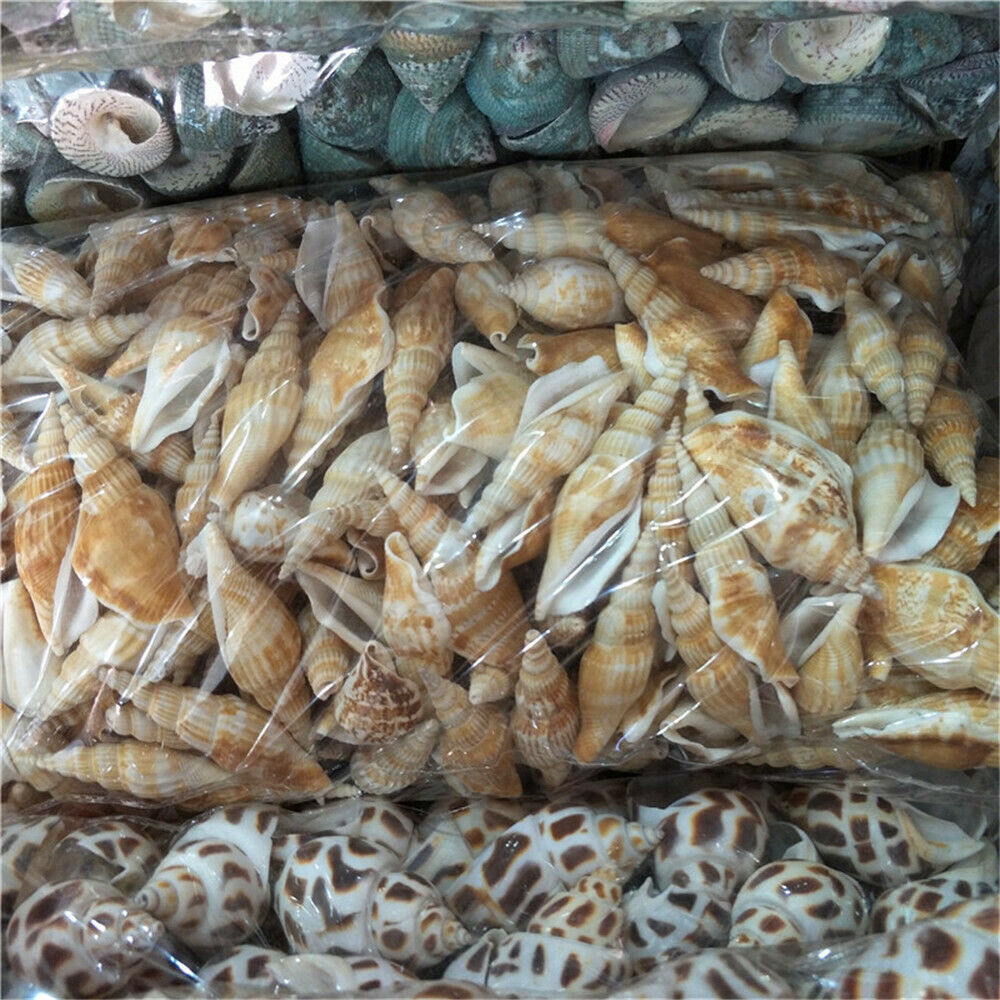 10pcs Natural Seashell Spiral Shell Conch Sea Snail Aquarium Crafts Decor 6-9 cm