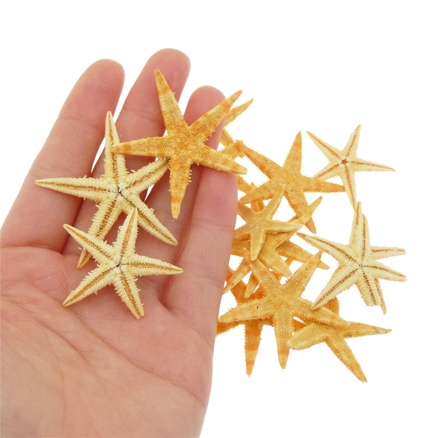 20 pcs Natural Starfish Dried Sea Star Shell For Craft Nautical Decor 2cm ~ 4cm