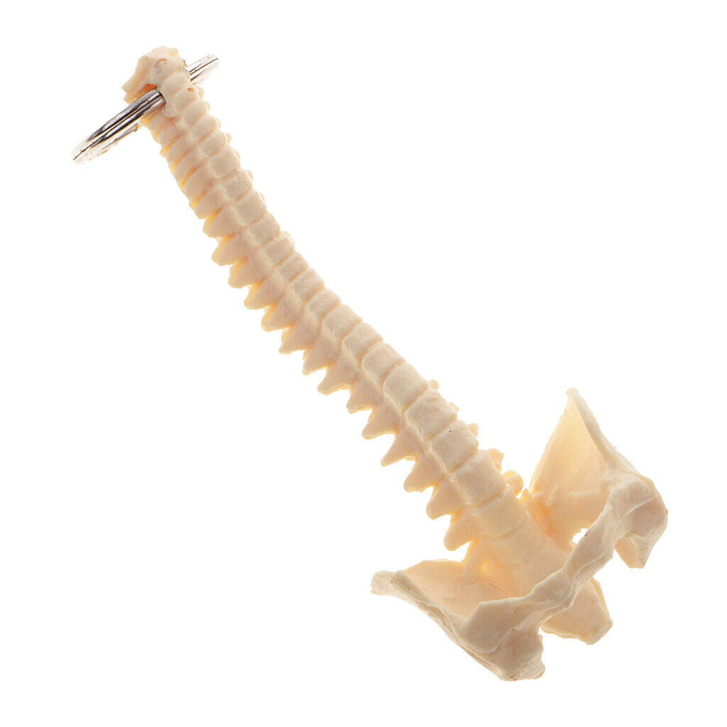 Stylish Mini Handmade Spine Skeleton Style Keychain Key Ring Accessories