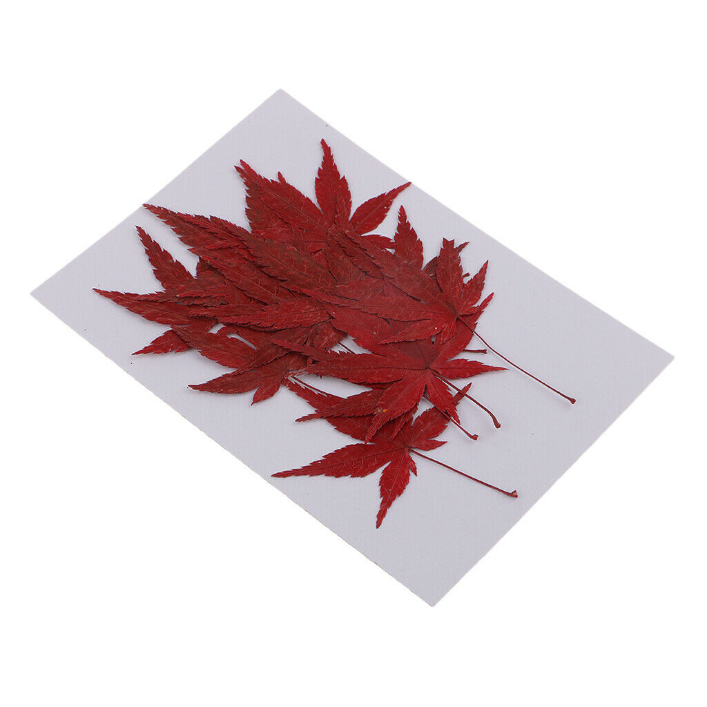 12x   Real   Dried   Flower   Leaves   Red   Maple   Leaf   for   DIY   Craft