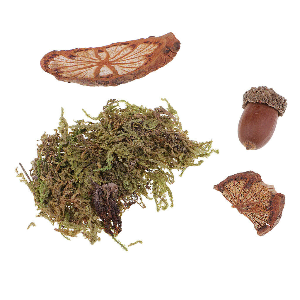 Natural Wood   Crafts Home Table Ornaments Dried Flowers
