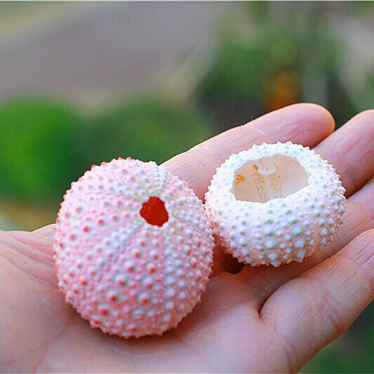 1Pcs Natural 3-5cm Pink Sea Urchin Shells Ornament Flowerpot Plant Decor HH6964